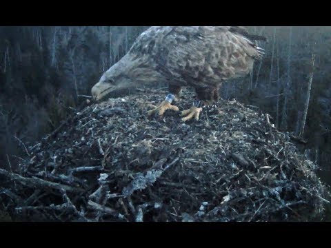 White tailed Eagle, Kalakotkas2 nest 2, Estonia 2019 04 04 21 59 52 644