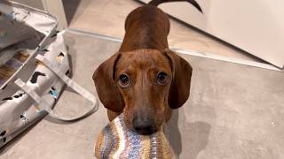 Mini dachshund clearly has his preferences!