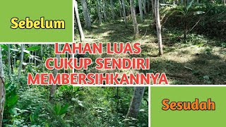Pembersihan Rumput Di Kebun Sengon Laut Menggunakan Mesin Potong Rumput