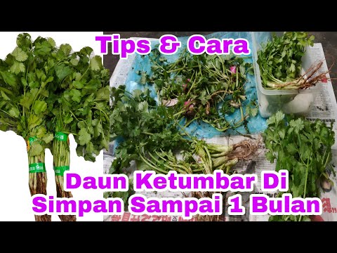 Video: Cara Menyimpan Ketumbar Dengan Benar. Bagian 1