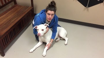 Vtht 1301 video project