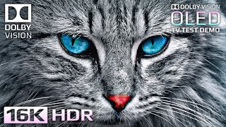 Mind-Blowing 16K HDR 240 FPS | Dolby Vision OLED Demo (For 8K/4K TV)