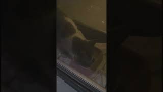 Bahçede Beslediğimiz Kediyi Zehirlediler. 18