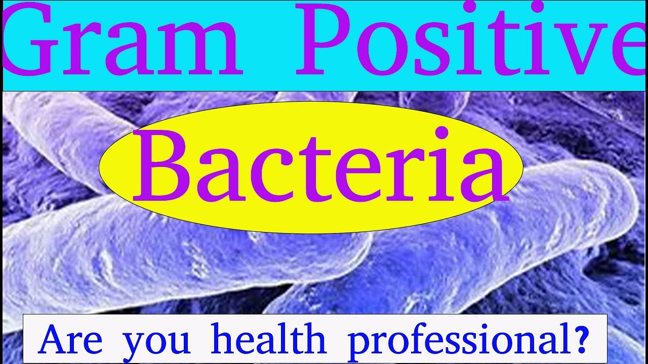 Grampositive bacteria pharmacotherapy bacteria YouTube