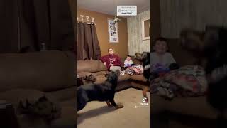 Rottweiler Jumps 6Ft Up For Toy