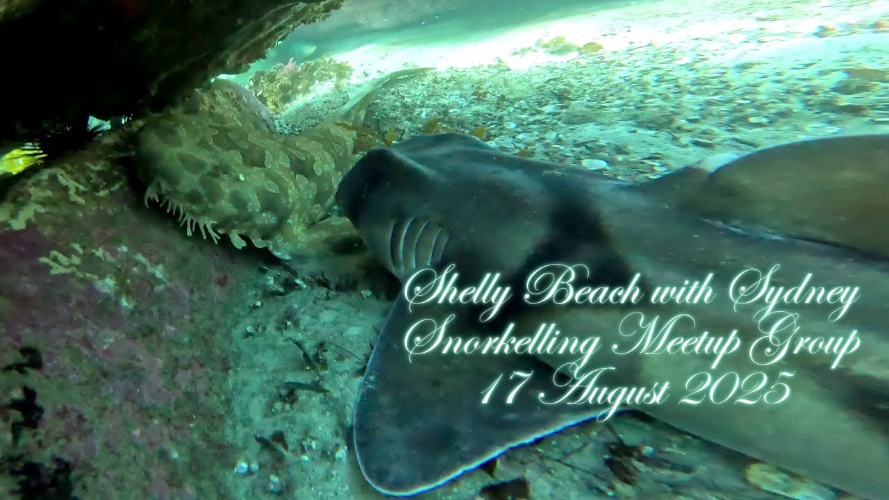 Snorkeling with Turtles, Port Jackson Sharks, Wobbiegong Sharks, Fiddler Rays and Giant Cuttlefish.