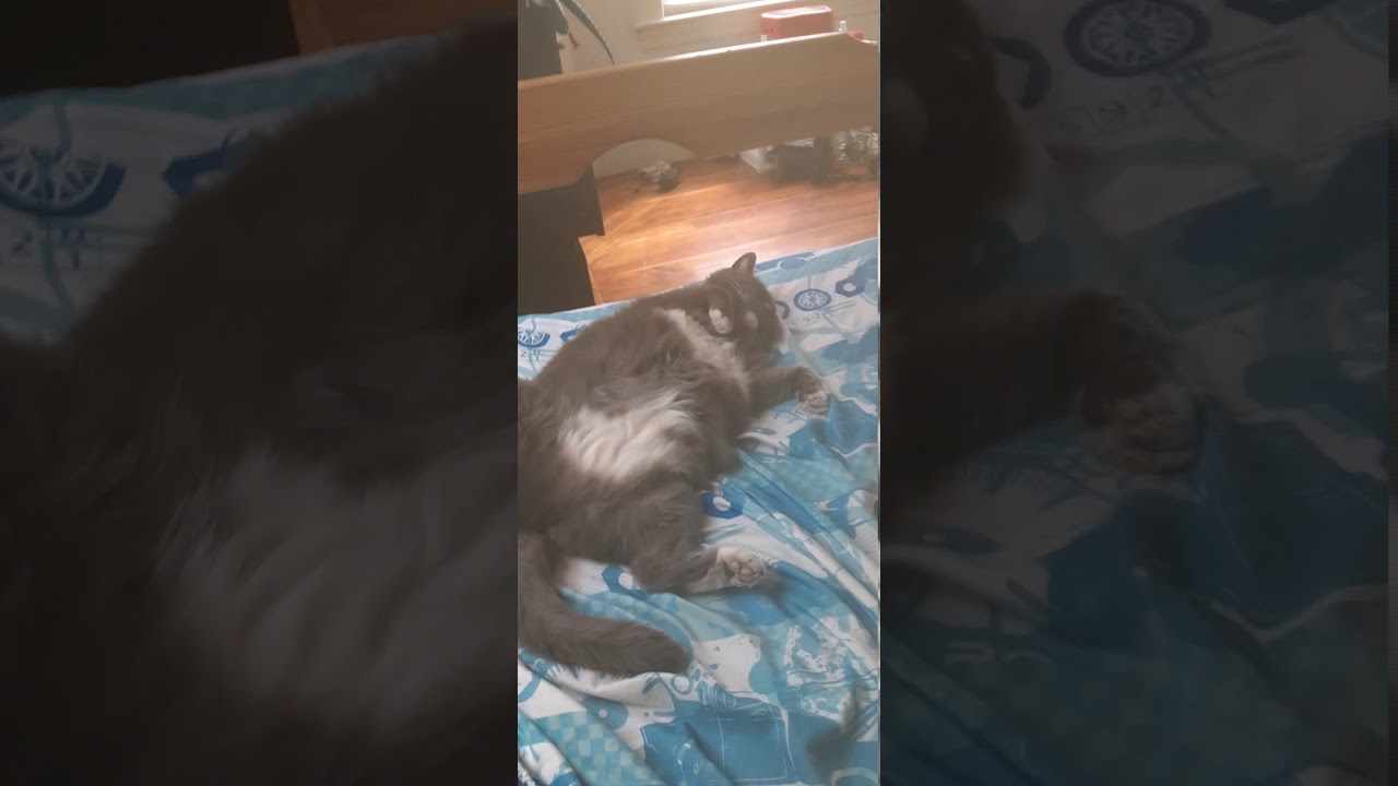 I think my cat just died p YouTube