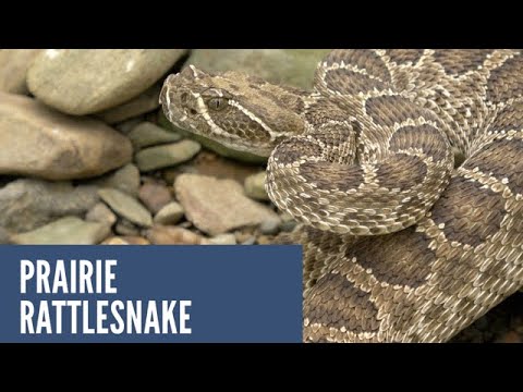handycam sony mode d'emploi Prairie Rattlesnake in defensive posture! Sony FDR AX53/HDR CX240