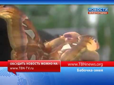 Бабочка змея