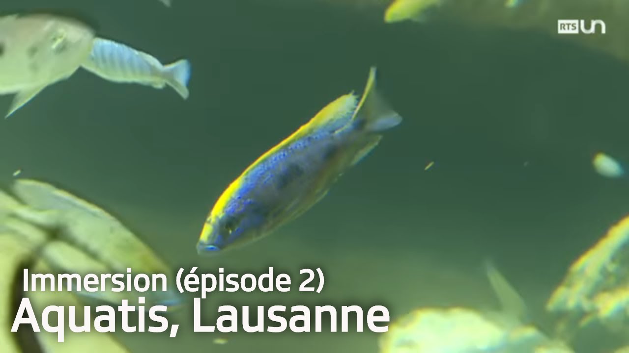 TTC - Aquatis Lausanne: immersion / épisode 2