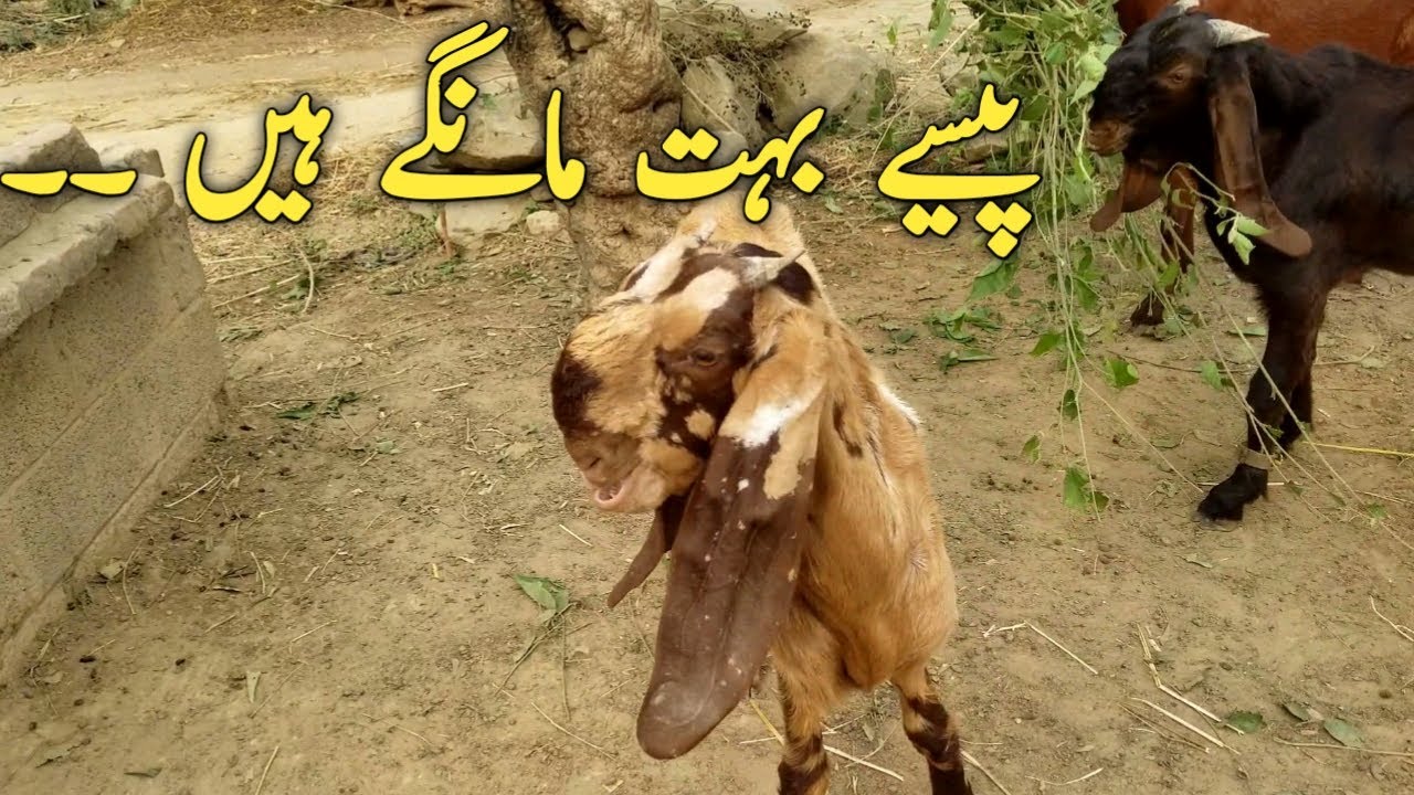 Pure Goat kids - Beetal Breed - Beetal Goat Farming - Modern Goat Farming