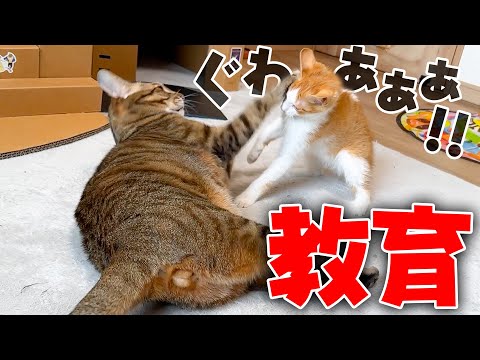 失敗される猫 This mischievous kitten was finally beaten up by his older