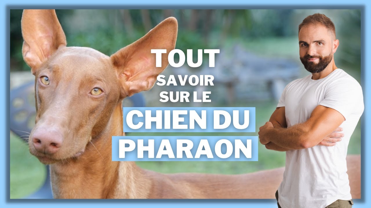 Chien du Pharaon