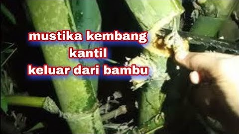 pencabutan benda gaib fenomenal di rumpun bambu unik ‼️ mustika kembang kantil