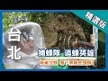 台灣第一等【捕蜂達人 摘除天燈蜂窩】台北 _精選版