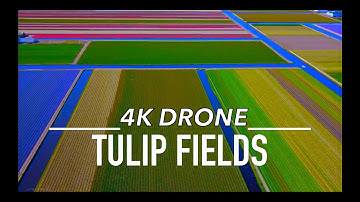 KEUKENHOF AMAZING TULIPS Drone Aerial 4K Amsterdam Netherlands Nederland