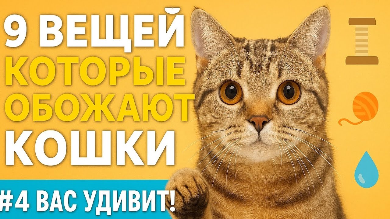 9 вещей, которые кошки любят больше всего (#4 вас удивит!)
