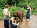 Cutest baby elephant at Anantara