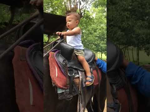 Video: No kurienes ir percheron zirgi?