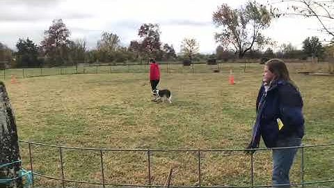 AKC Herding Tested (HT) Leg 1