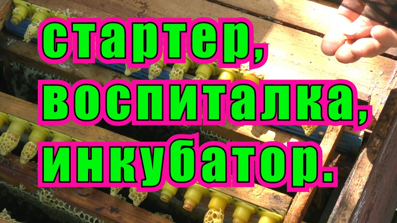 СТАРТЕР, ВОСПИТАЛКА, ИНКУБАТОР В ОДНОМ ФЛАКОНЕ.