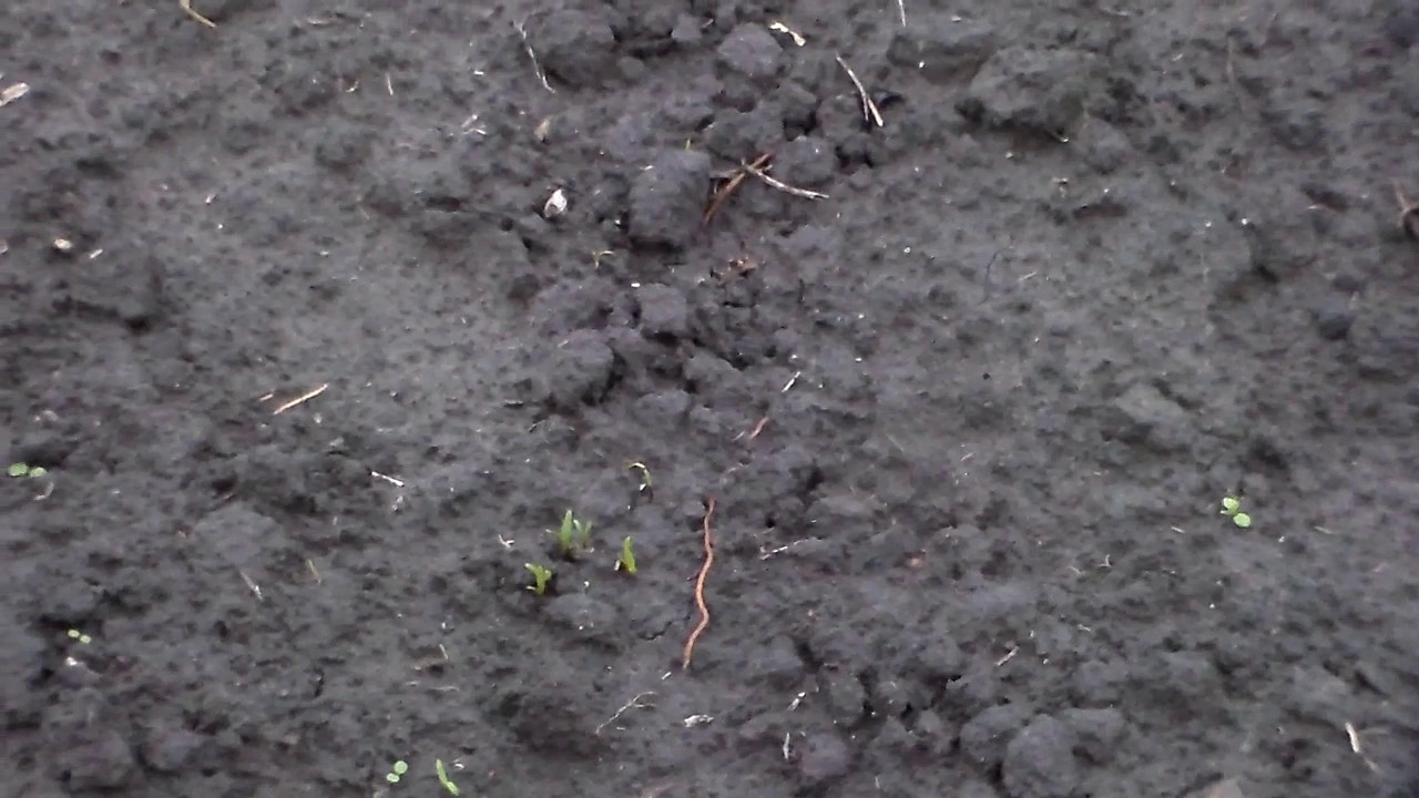 Всходы свеклы кормовой 24 апреля 2017 год.Shoots of beet fodder April 24, 2017.