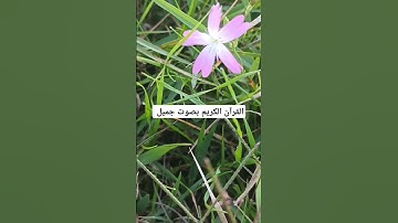 القرآن الكريم بصوت جميل #القران_الكريم #اكسبلور #تيك_توك #المصحف #لايك #راحة_نفسية #دويتو #ترند