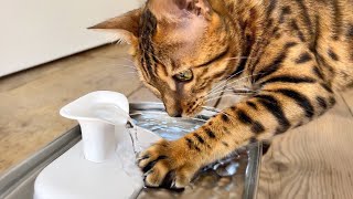 Bengal cat tries a water fountain for the first time.