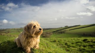 The Benefits of Owning a Soft Coated Wheaten Terrier