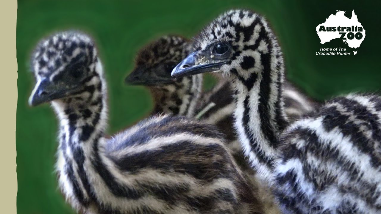 Our emu chicks all grown up Australia Zoo Life YouTube