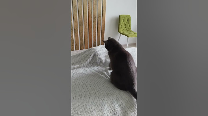 Котики играют в прятки