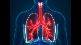 Praktikum Fisiologi Respirasi : PhysioEX Exercise 7 - Activity 1