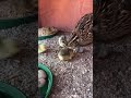 July 1st Coturnix broody hatch and her chicks