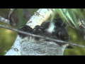 Bird Watching - Willie Wagtail chicks nesting in my back yard