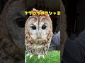 フクロウのクシャミ