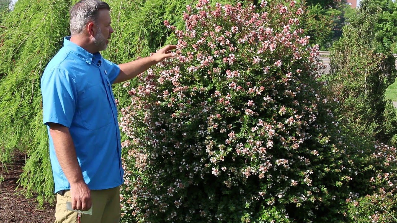 Абелия крупноцветковая (Abelia × grandiflora) — определение растений