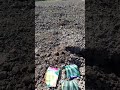 Сіємо кабачки у відкритий грунт Сорти Грибовський 37 Цукеша Аеронавт Сіємо кабачки у відкритий грунт Сорти Грибовський 37 Цукеша Аеронавт