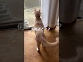 猫かわいい　待ち侘びた黒猫ちゃん現る？しっぽフル回転