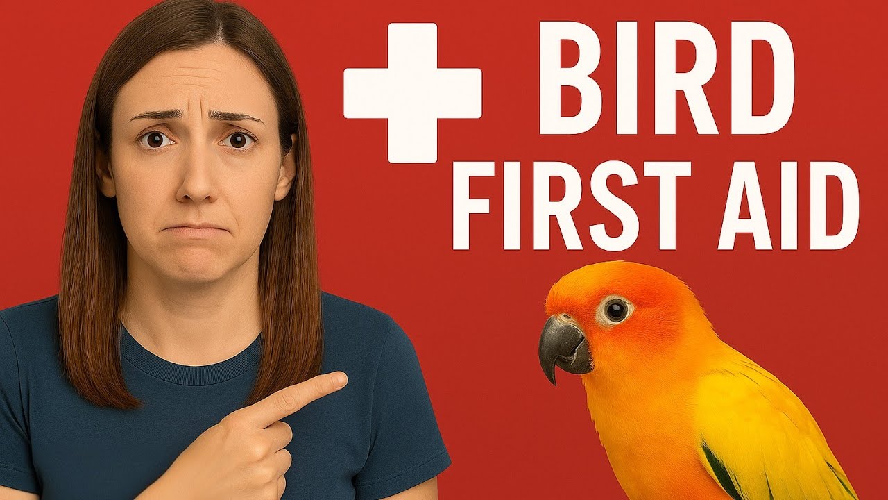 Avian First Aid: Signs Your Pet Bird is in Trouble 🐦