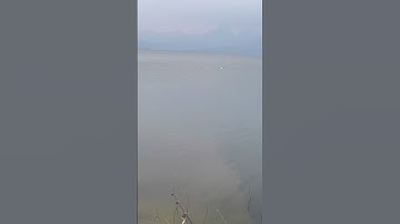 #fishing #youtube #fish #instagram #shortvideo #shorts #video #trending #reels #viral