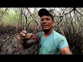 la vida DE UN punchero, sacando CANGREJOS PUNCHES del manglar