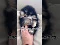 Are you kidding me? #dog #dogshorts #dogvideos #cutedogs #cuteanimals #cutepets #puppy #pets