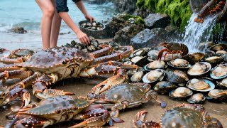Xiao Zhang's Beachcombing Adventure Was So Exciting, He Filled His Bucket With All Sorts Of Crabs!