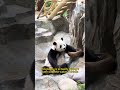 A unique way for Chinese high school students to celebrate graduation