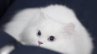 Funny Cute Cats And Kittens