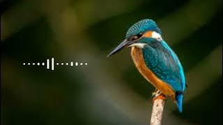 Bird ringtone|sms tone new |message tone| SMS ringtone |Sms tone|