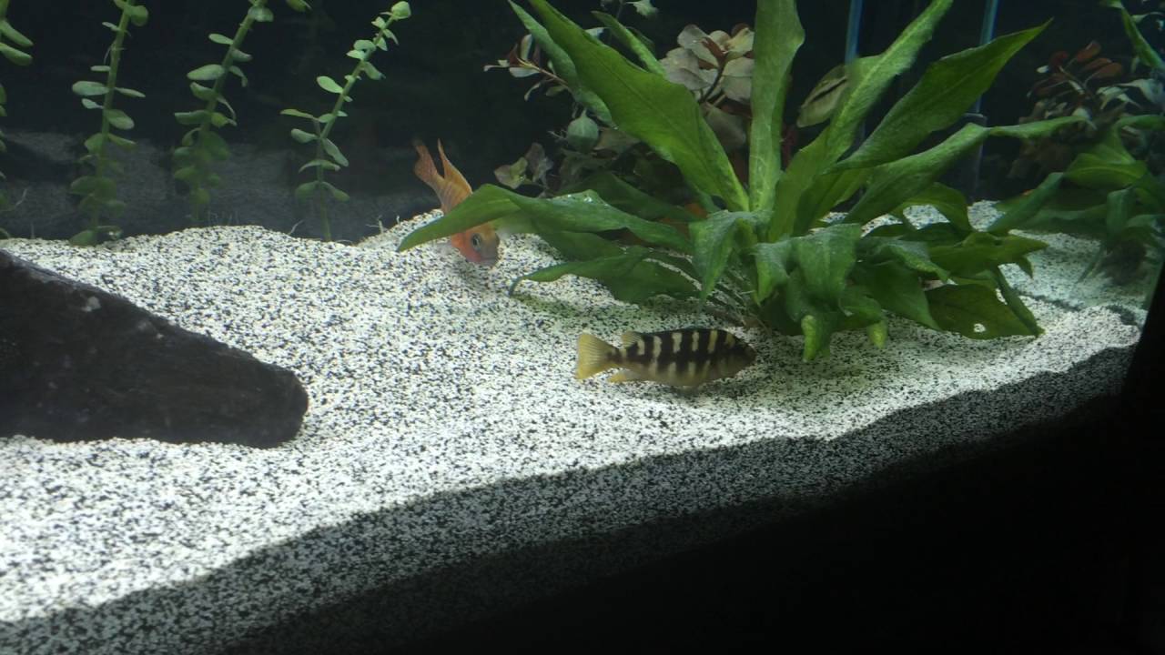 cichlid substrate