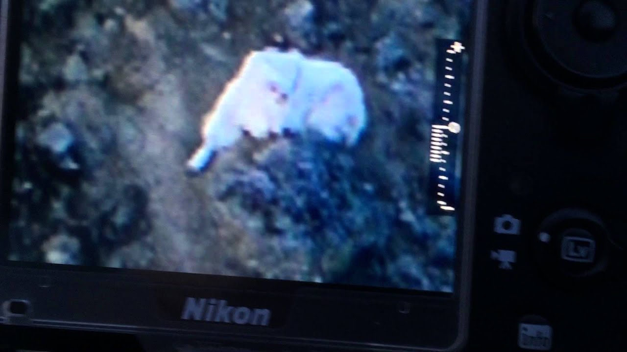 Mountain Goat Bedding Down You Mountain Goat Bedding Down