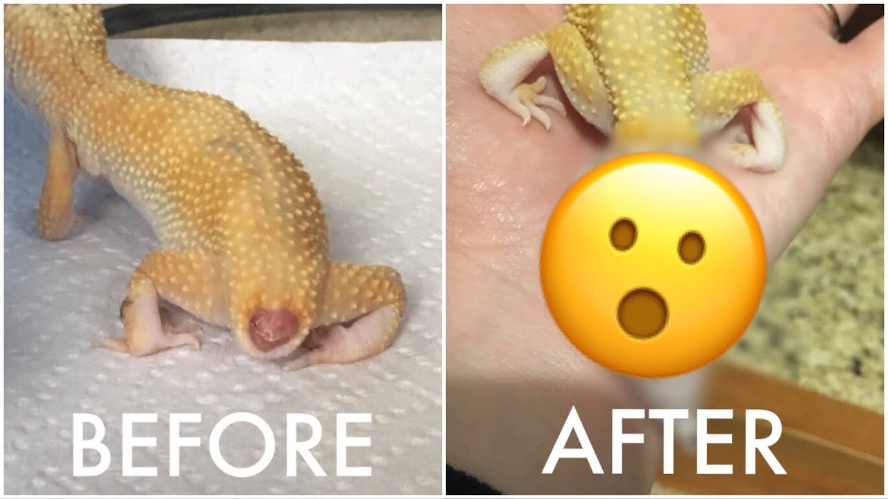 Why Do Leopard Geckos Lose Their Tails 