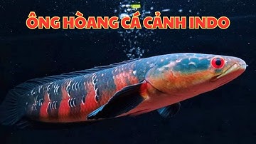 Cá Lóc Vẩy Rồng Đỏ (Red Sentarum)